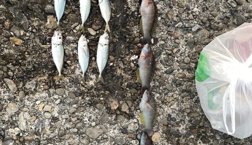 本日の釣果