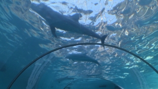 Thumbnail of post image 184